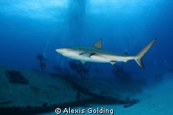 Shark and divers by Alexis Golding 